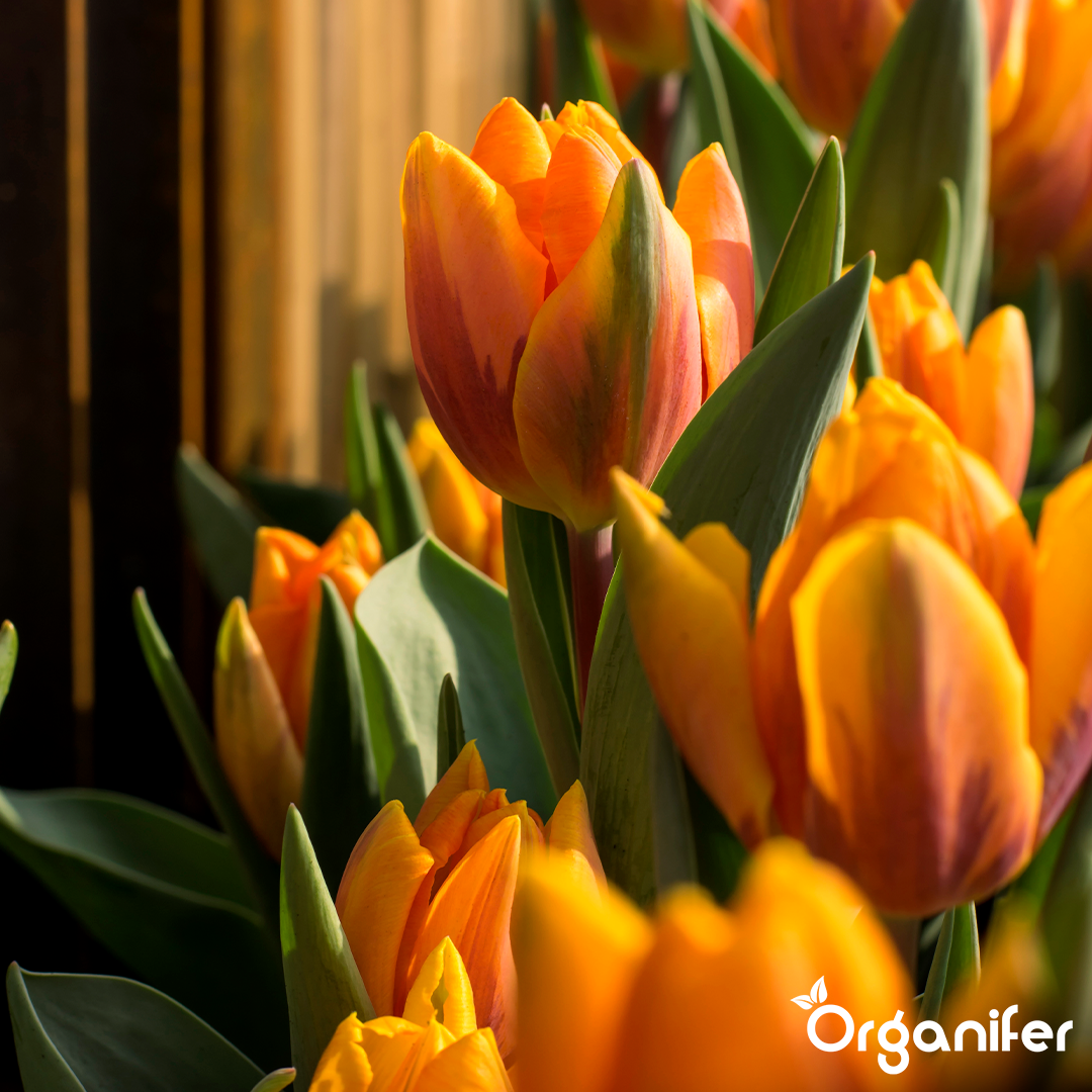 Close-up of orange tulips with a blurred background, featuring the brand 'Organifer'.
