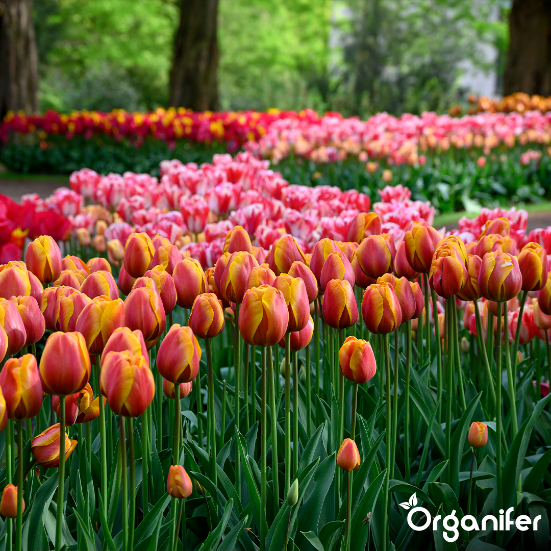 Colorful garden with 'Organifer' branding.