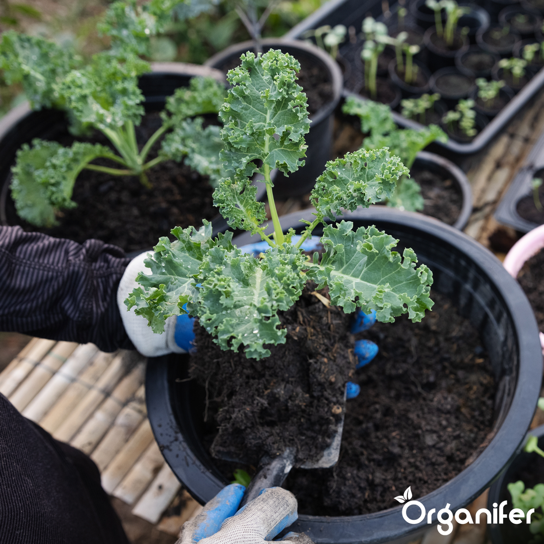 Compost Accelerator 4