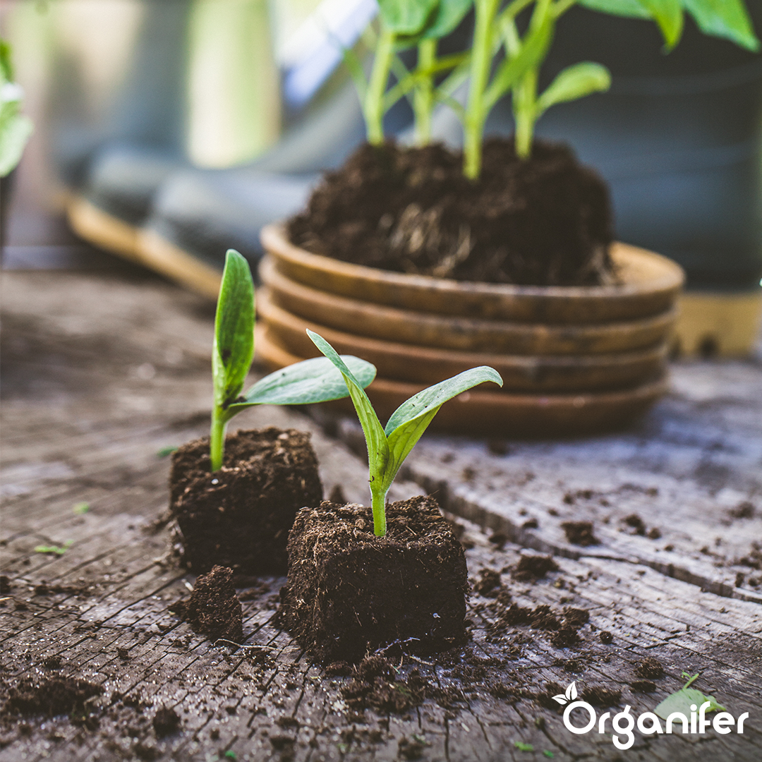 Compressed Coco Coir Tablets in 10 - Liter Bags - 6 - Pack - 60 Liters