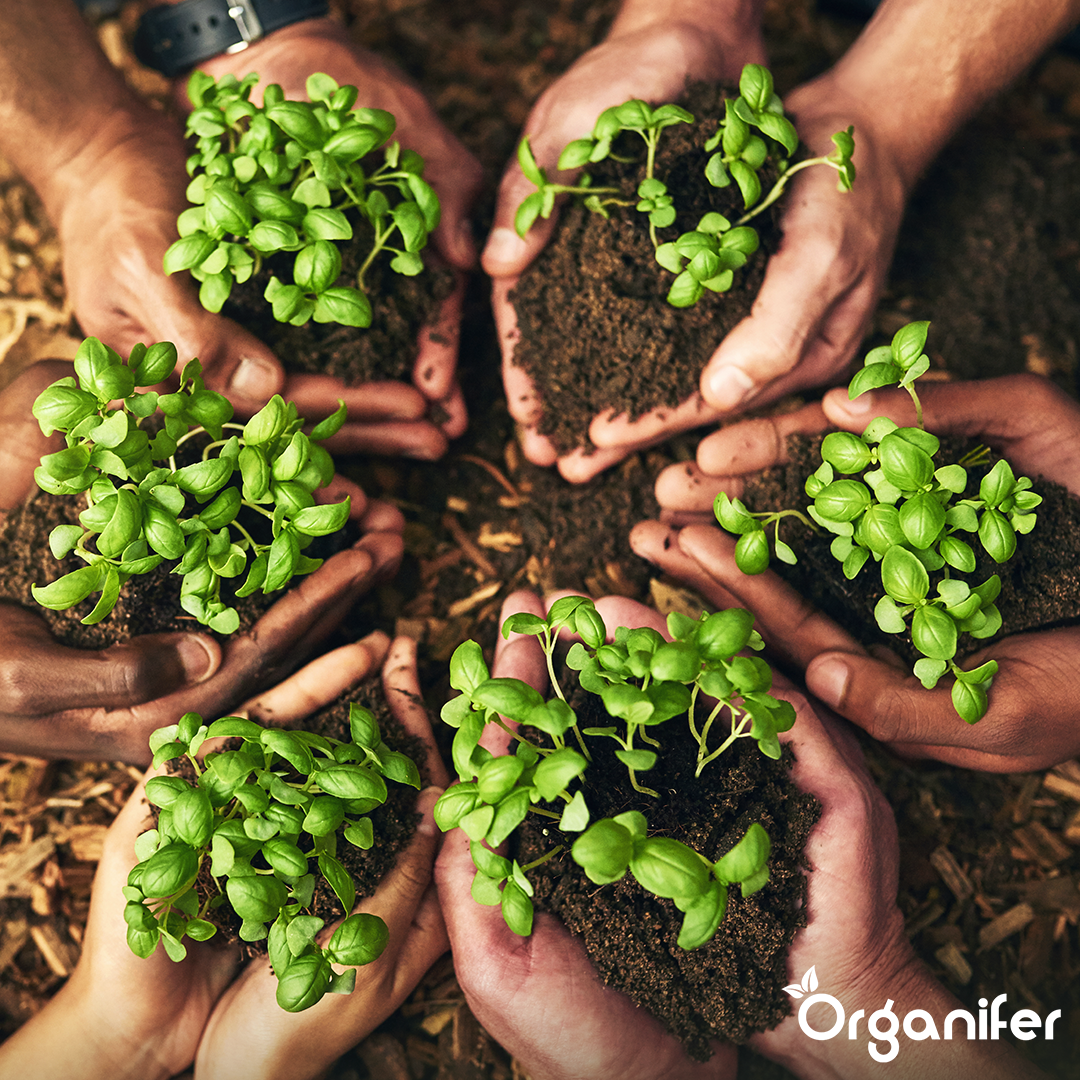 Compressed Coco Coir Tablets in 10 - Liter Bags - 12 - Pack - 120 Liters