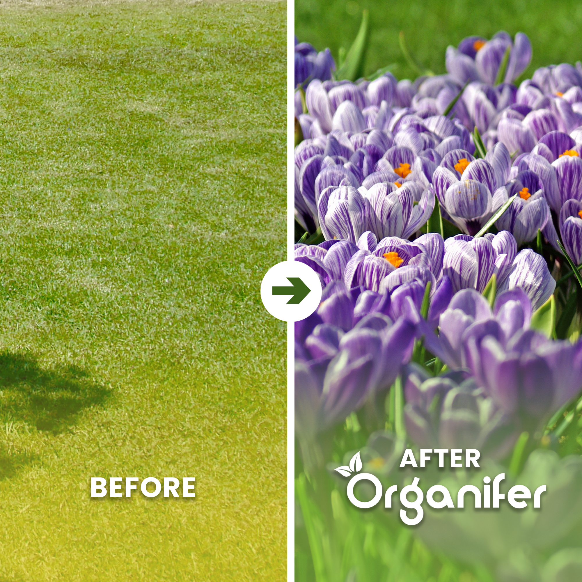 Crocus Bulbs Large-Flowering Paradise Mix Before After