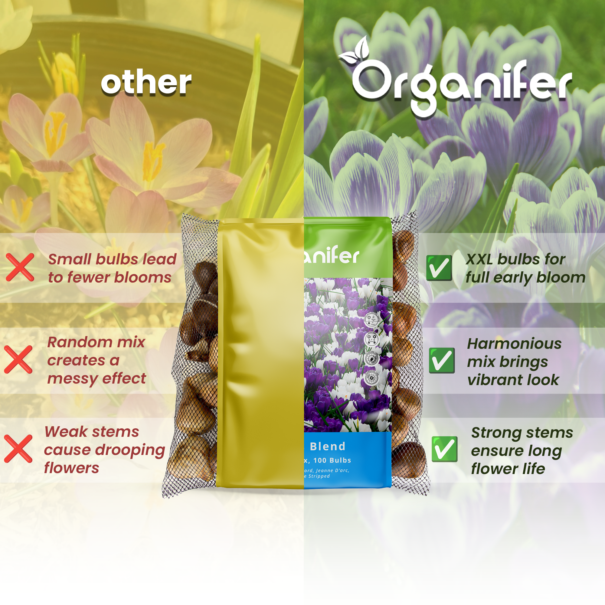 Crocus Bulbs Large-Flowering Paradise Mix Compare