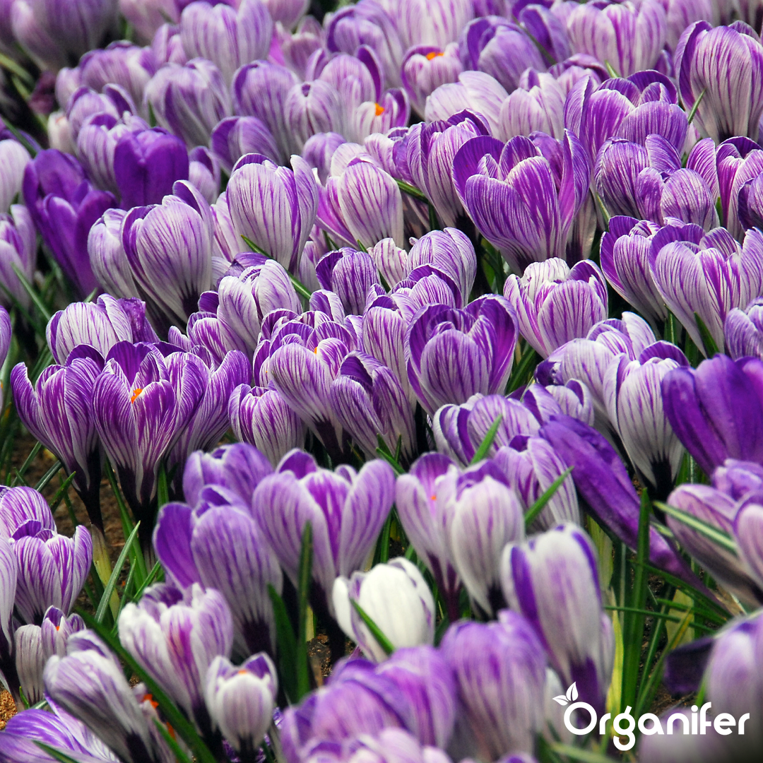 Crocus Bulbs – Large-Flowering Paradise Mix 1