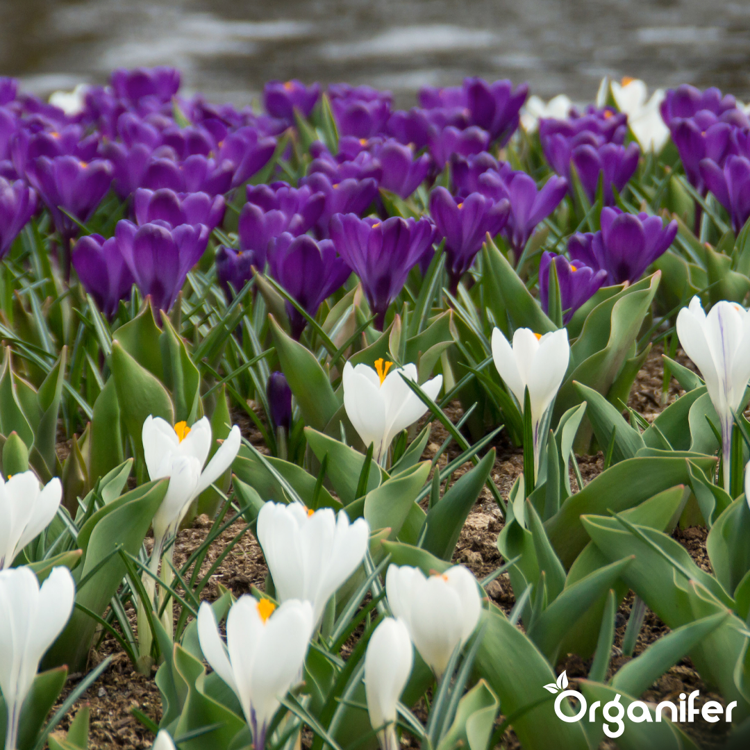 Crocus Bulbs – Large-Flowering Paradise Mix 10