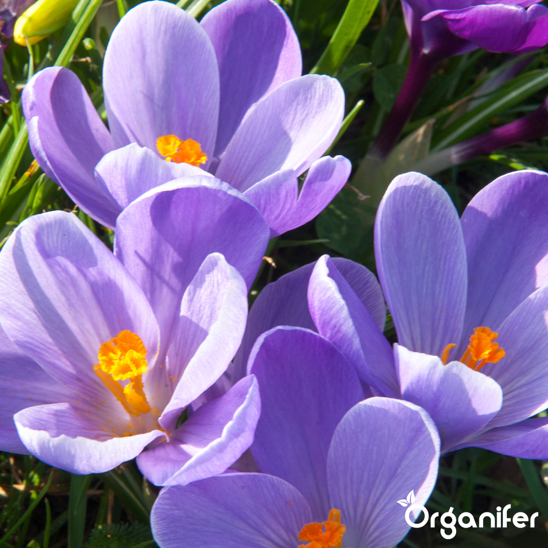 Crocus Bulbs – Large-Flowering Paradise Mix 12