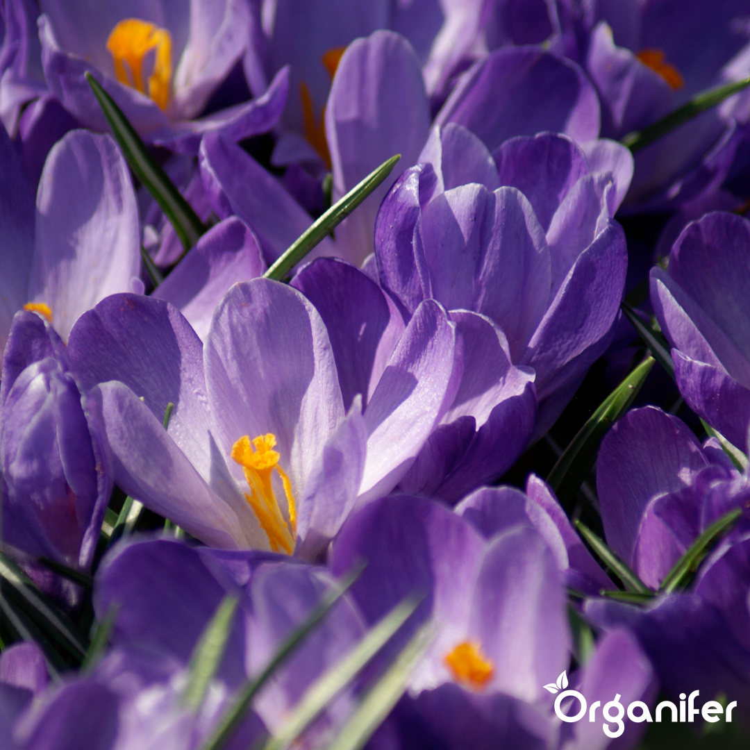 Crocus Bulbs – Large-Flowering Paradise Mix 13