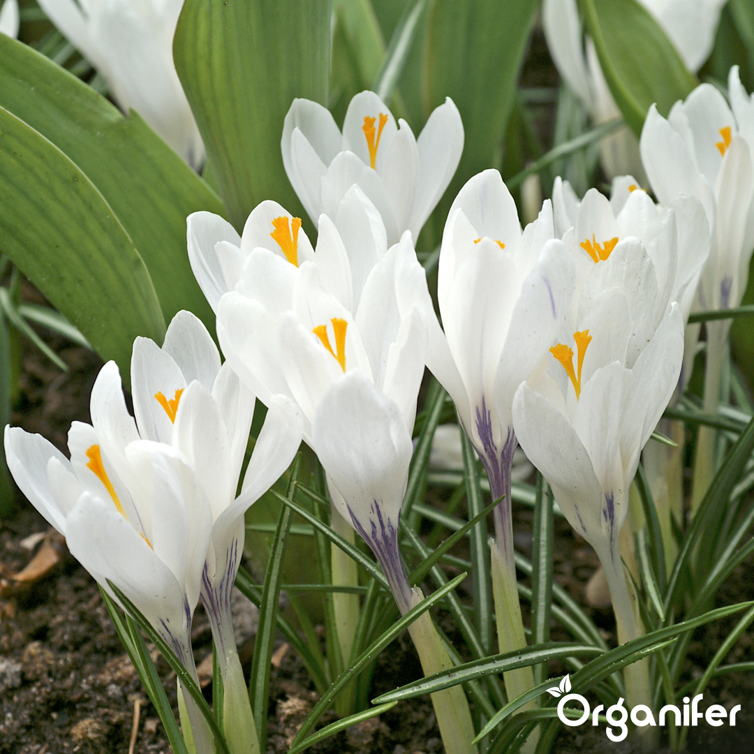 Crocus Bulbs – Large-Flowering Paradise Mix 2