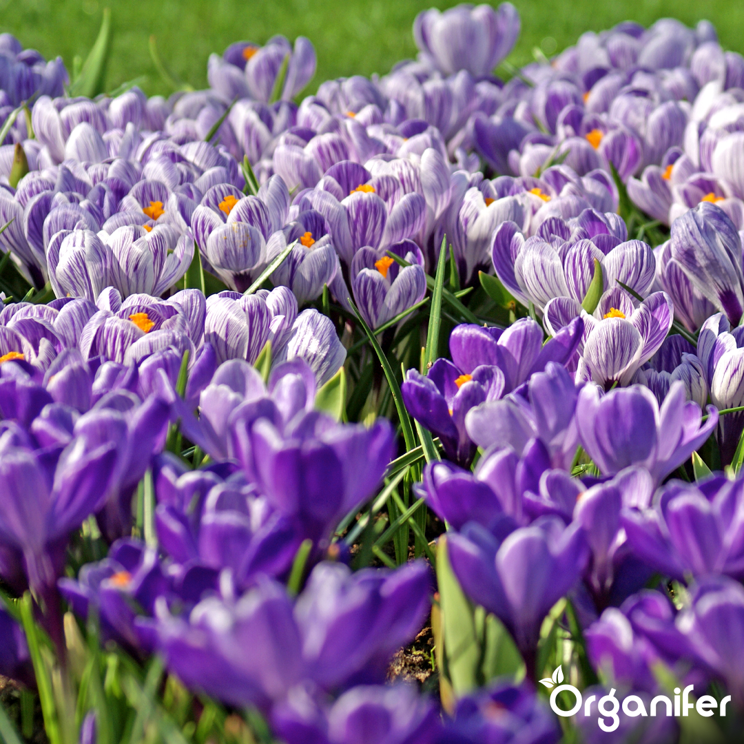 Crocus Bulbs – Large-Flowering Paradise Mix 3