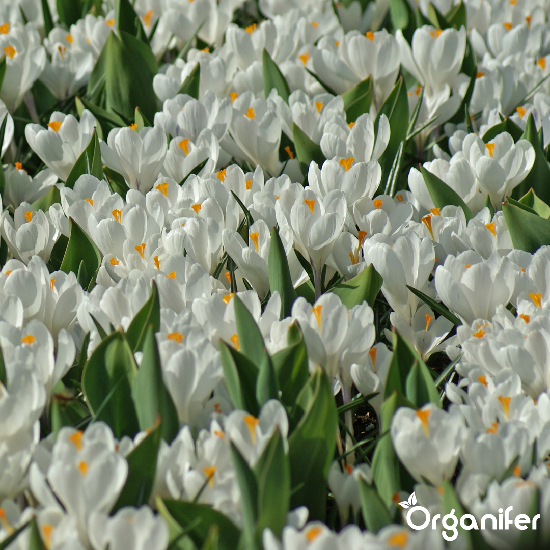 Crocus Bulbs – Large-Flowering Paradise Mix 4
