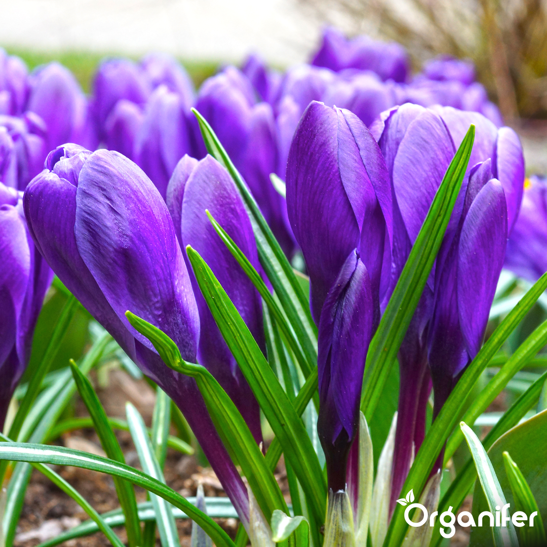 Crocus Bulbs – Large-Flowering Paradise Mix 5