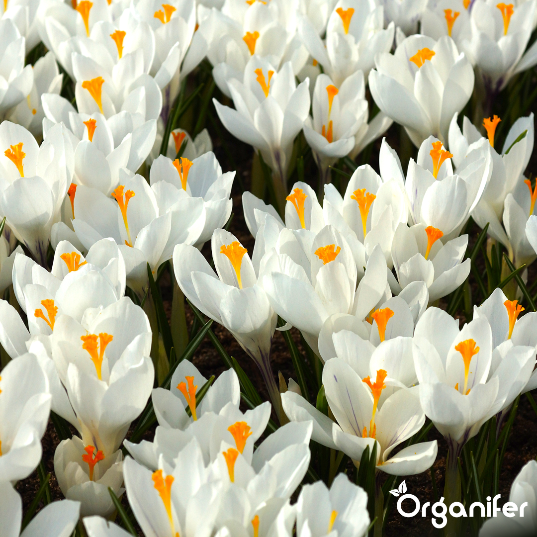 Organifer