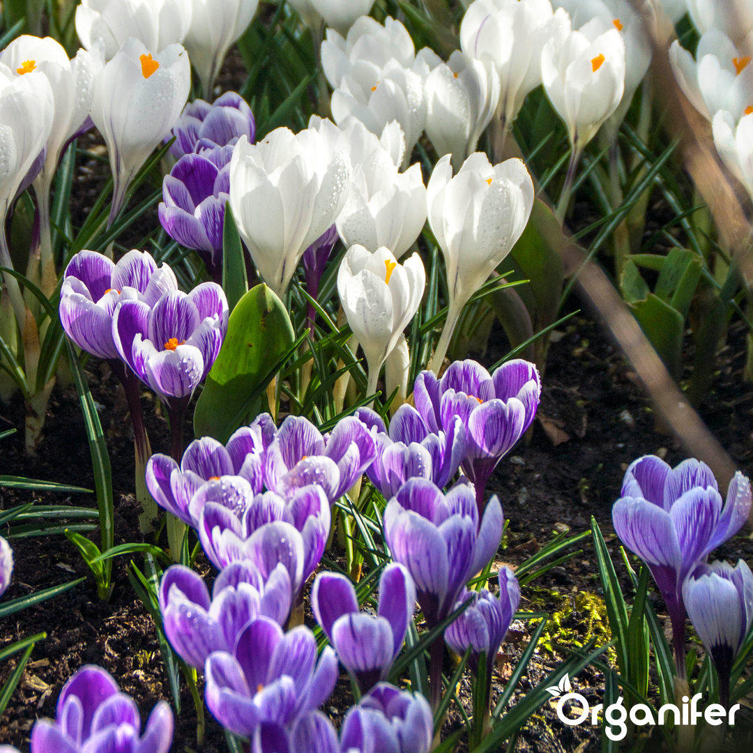 Crocus Bulbs – Large-Flowering Paradise Mix 7