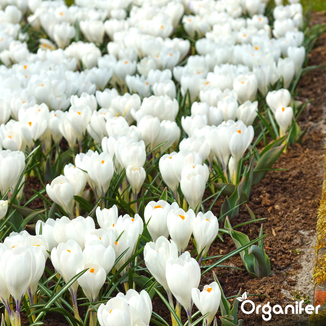 Crocus Bulbs – Large-Flowering Paradise Mix 8