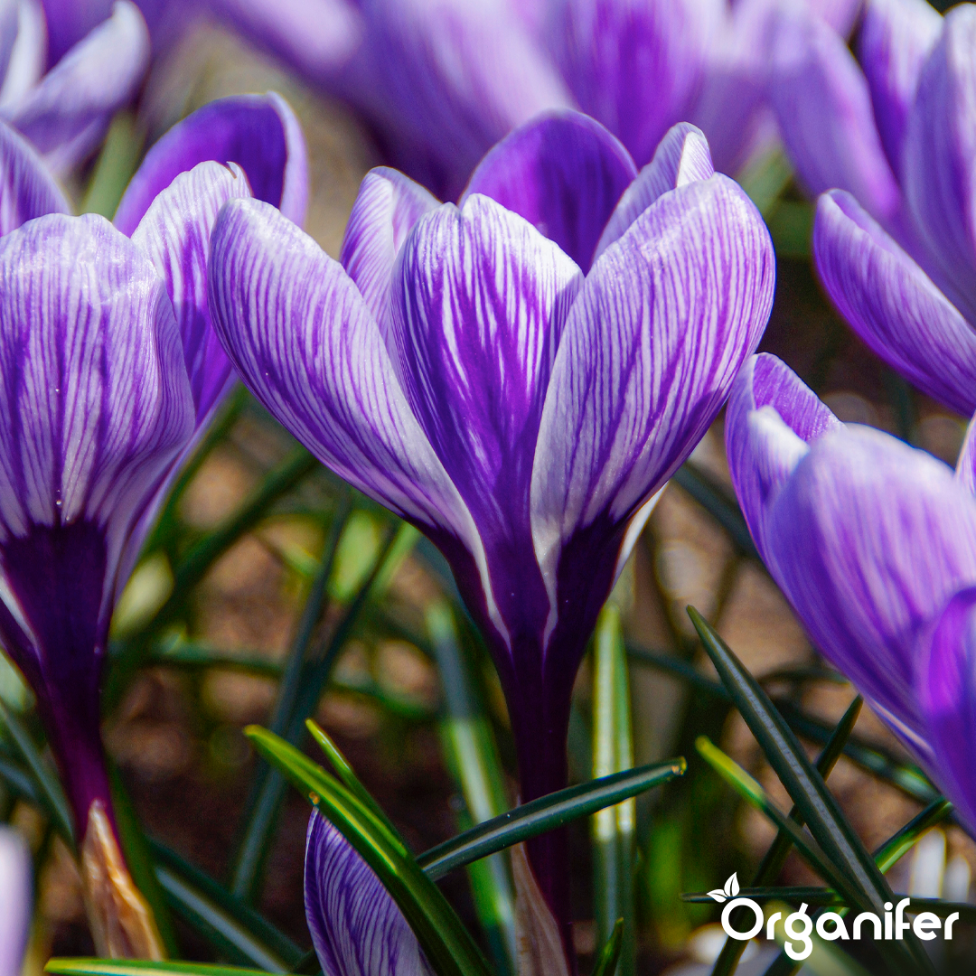 Crocus Bulbs – Large-Flowering Paradise Mix 9