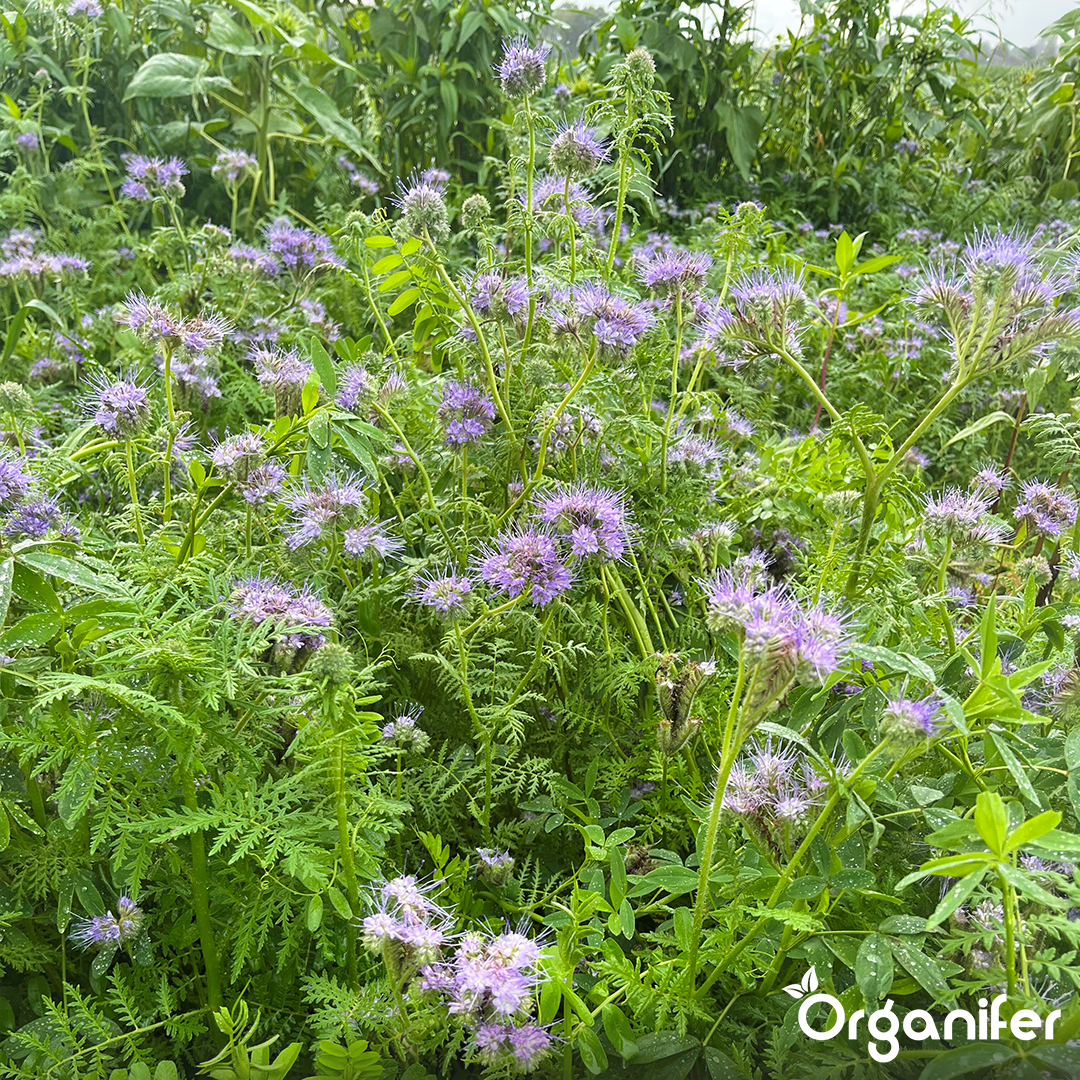 Organifer