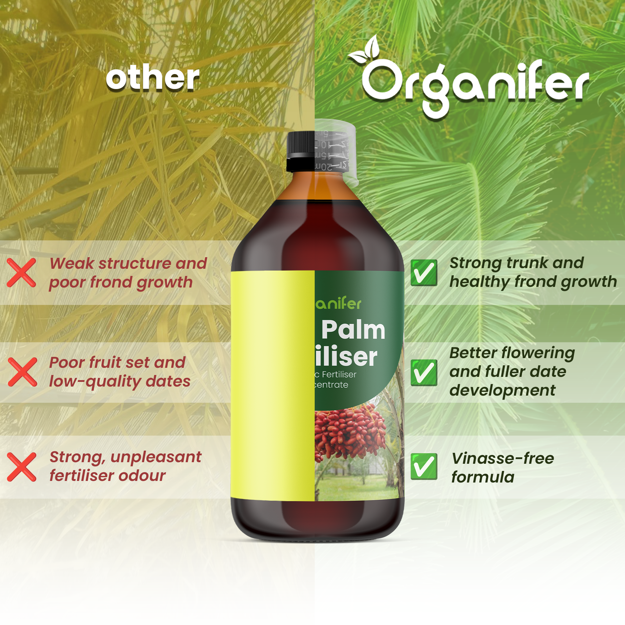 Date Palm comparison