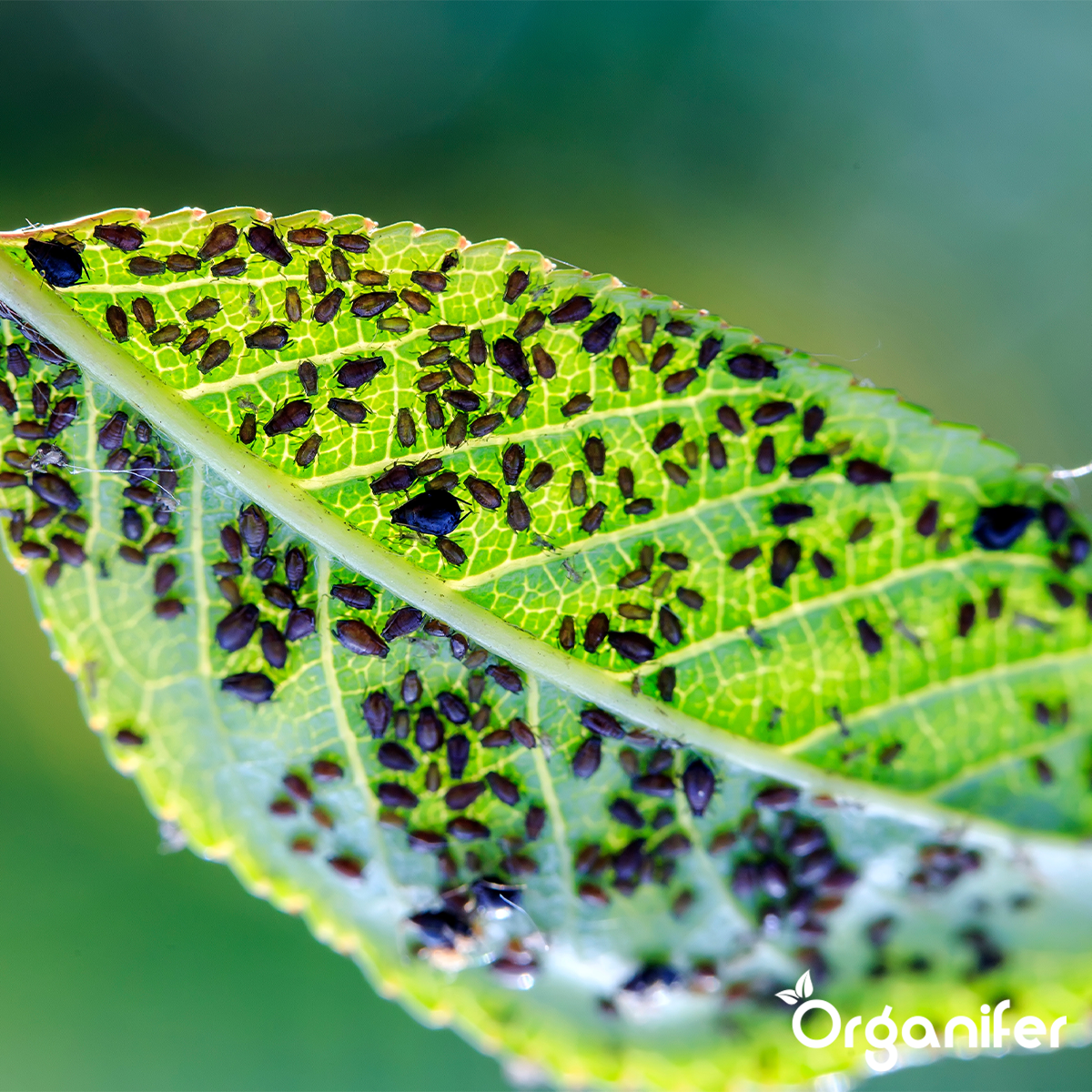 Bladluizen - schadelijke insecten bestrijden - Diatomeeënaarde