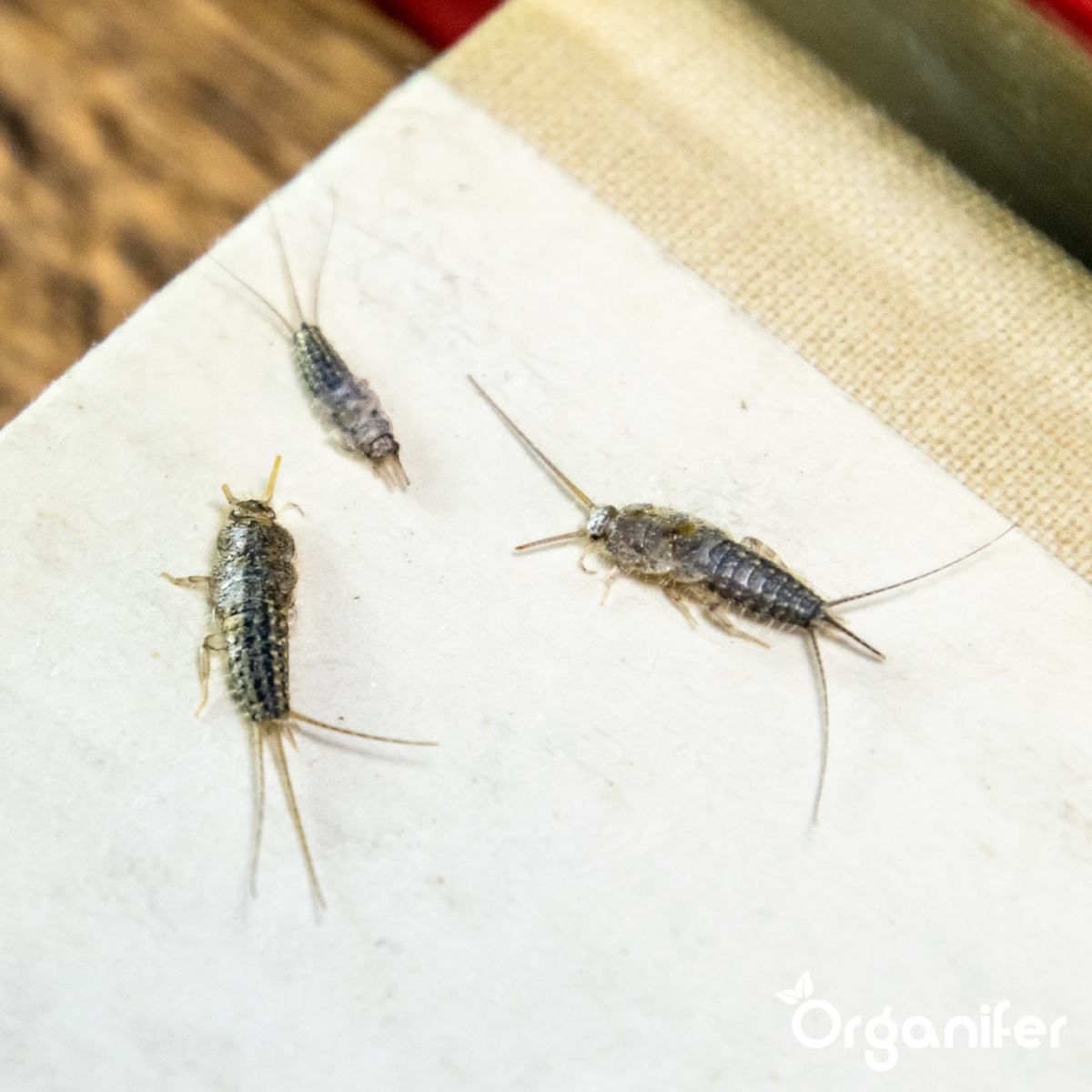 Zilvervisjes bestrijden - Diatomeeënaarde