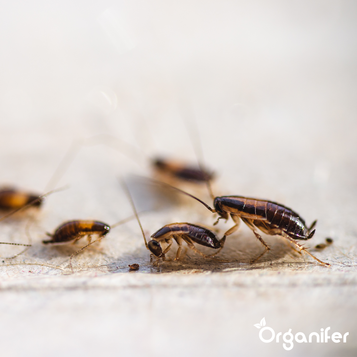 aDiatomeeënaarde kakkerlakken Organifer