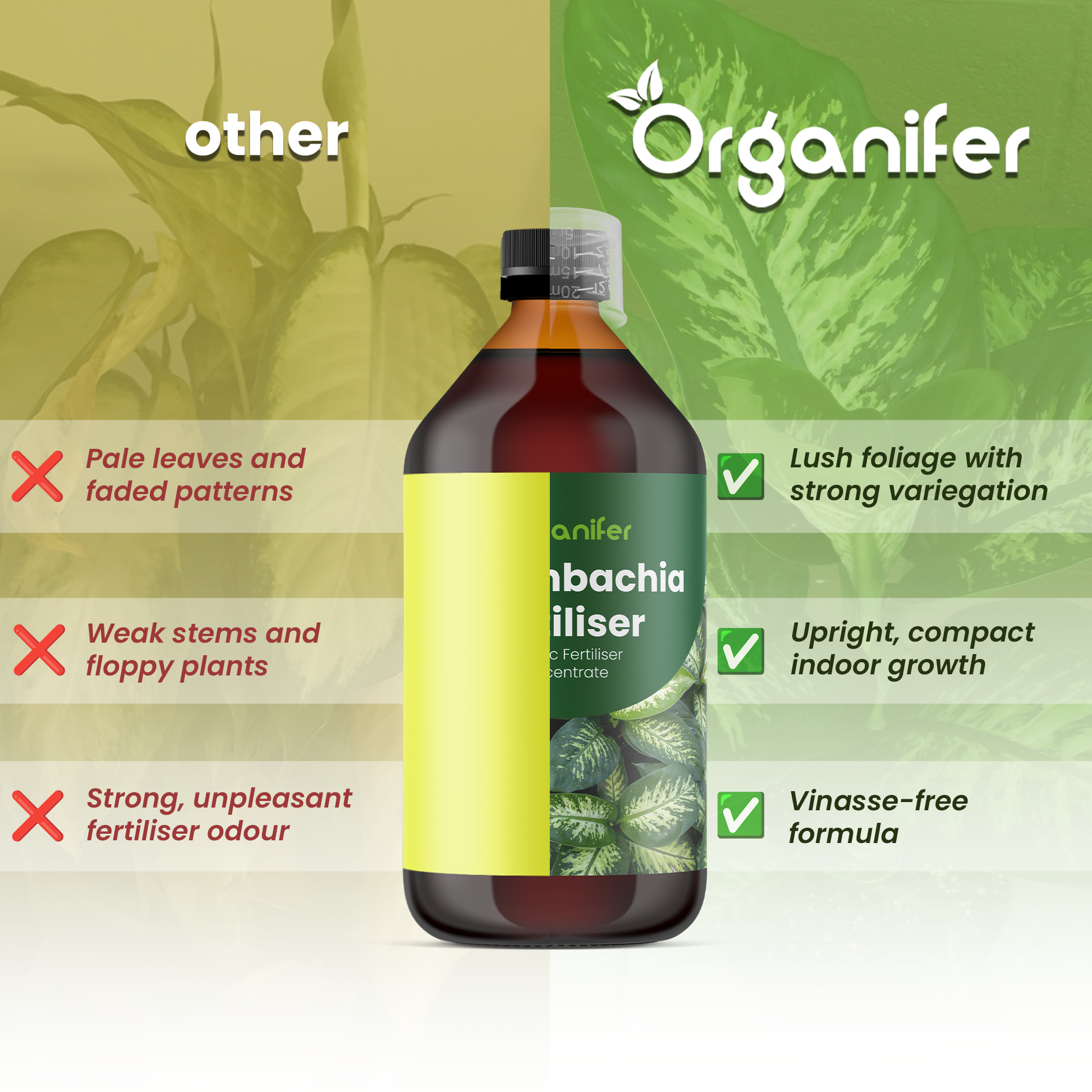 Dieffenbachia comparison