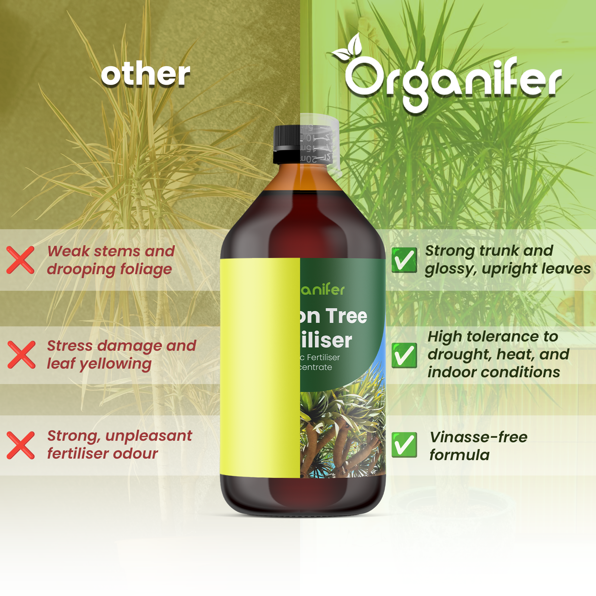 Dragon_Tree_comparison