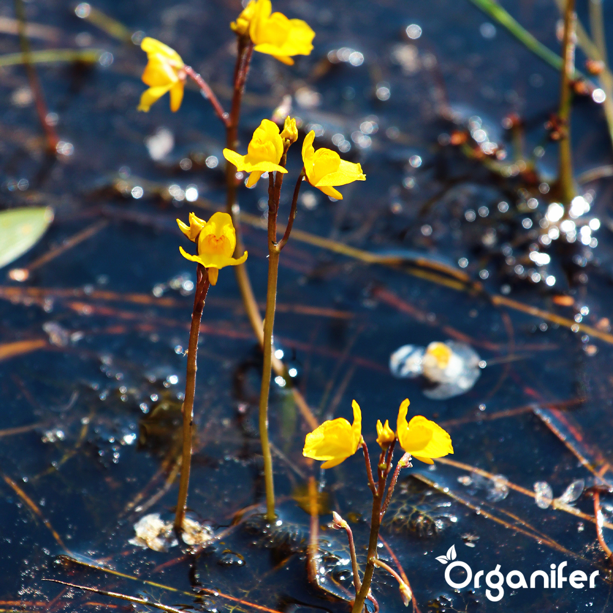EM Voedingsballen voor Vijverplanten - vijverplantenvoeding