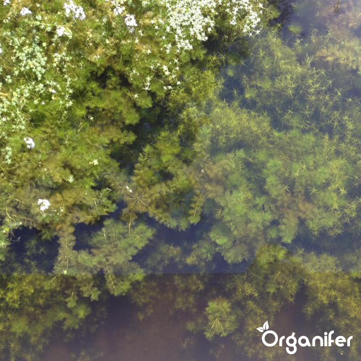 EM Voedingsballen voor Vijverplanten - vijverplantenvoeding