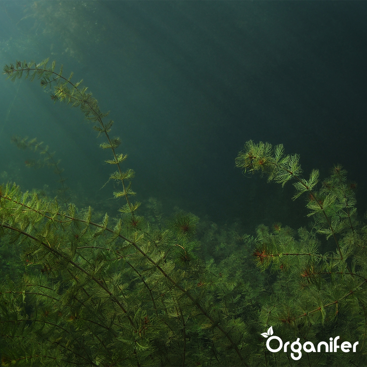 EM Voedingsballen voor Vijverplanten - vijverplantenvoeding