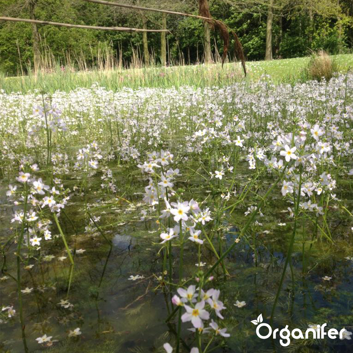 EM Voedingsballen voor Vijverplanten - vijverplantenvoeding