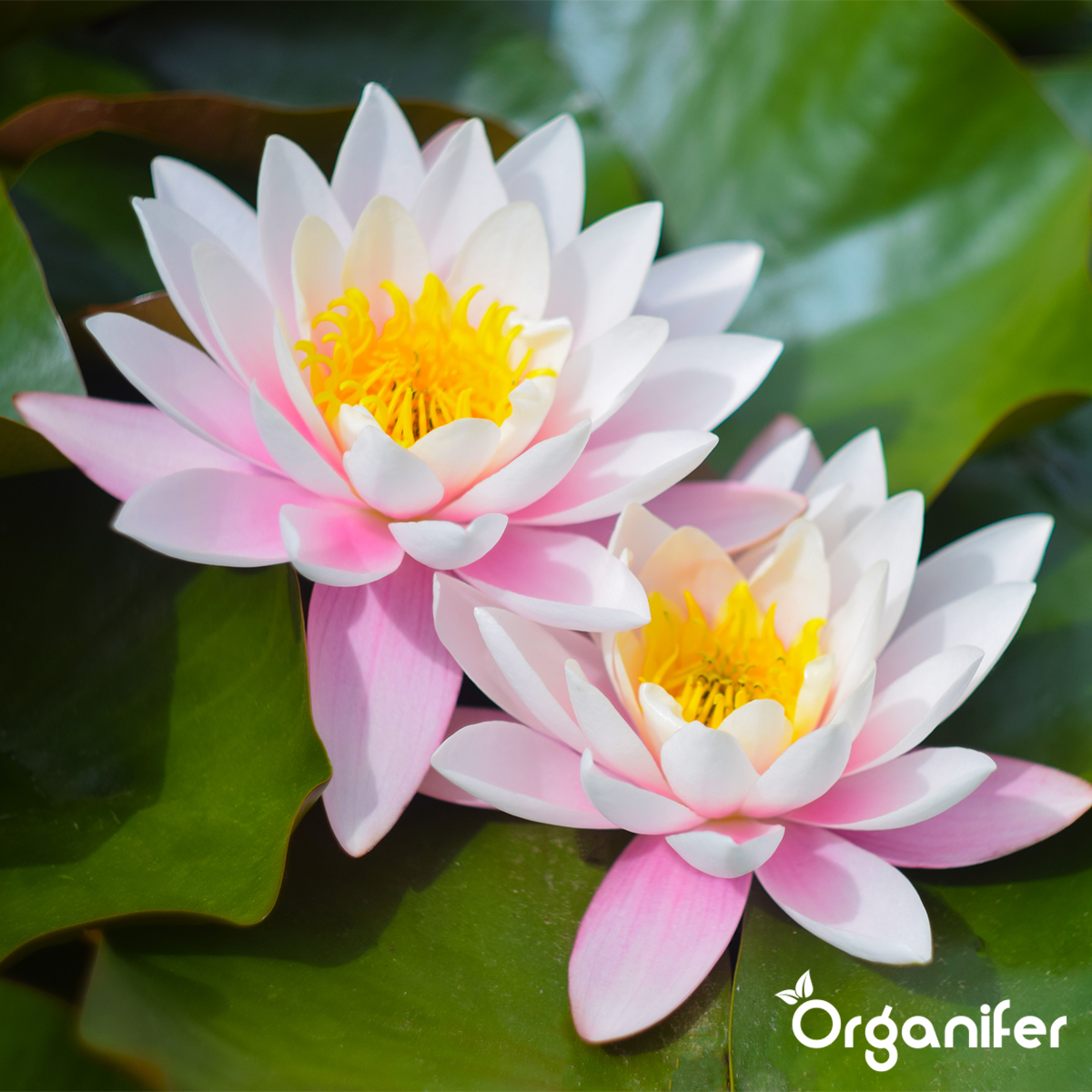 EM Voedingsballen voor Vijverplanten