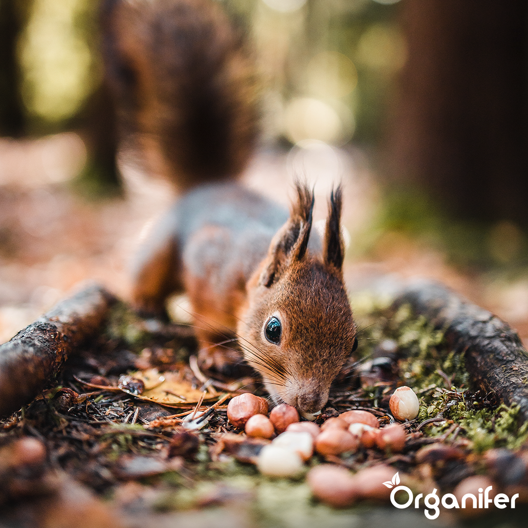 Premium Eichhörnchenfutter – Natürliche Mischung mit ganzen Nüssen (10 kg)