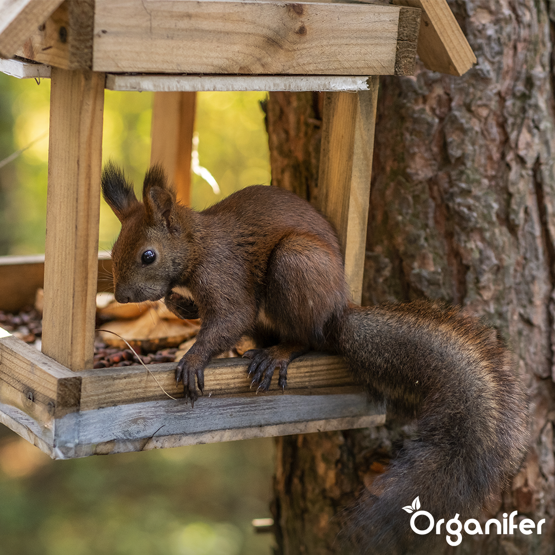 Premium Eichhörnchenfutter – Natürliche Mischung mit ganzen Nüssen (10 kg)