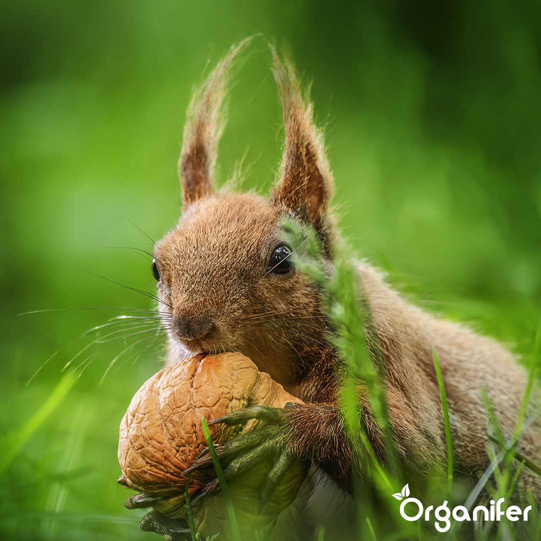 Premium Eichhörnchenfutter – Natürliche Mischung mit ganzen Nüssen (20 kg)