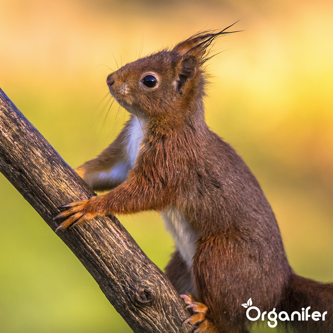 Premium Eichhörnchenfutter – Natürliche Mischung mit ganzen Nüssen (20 kg)