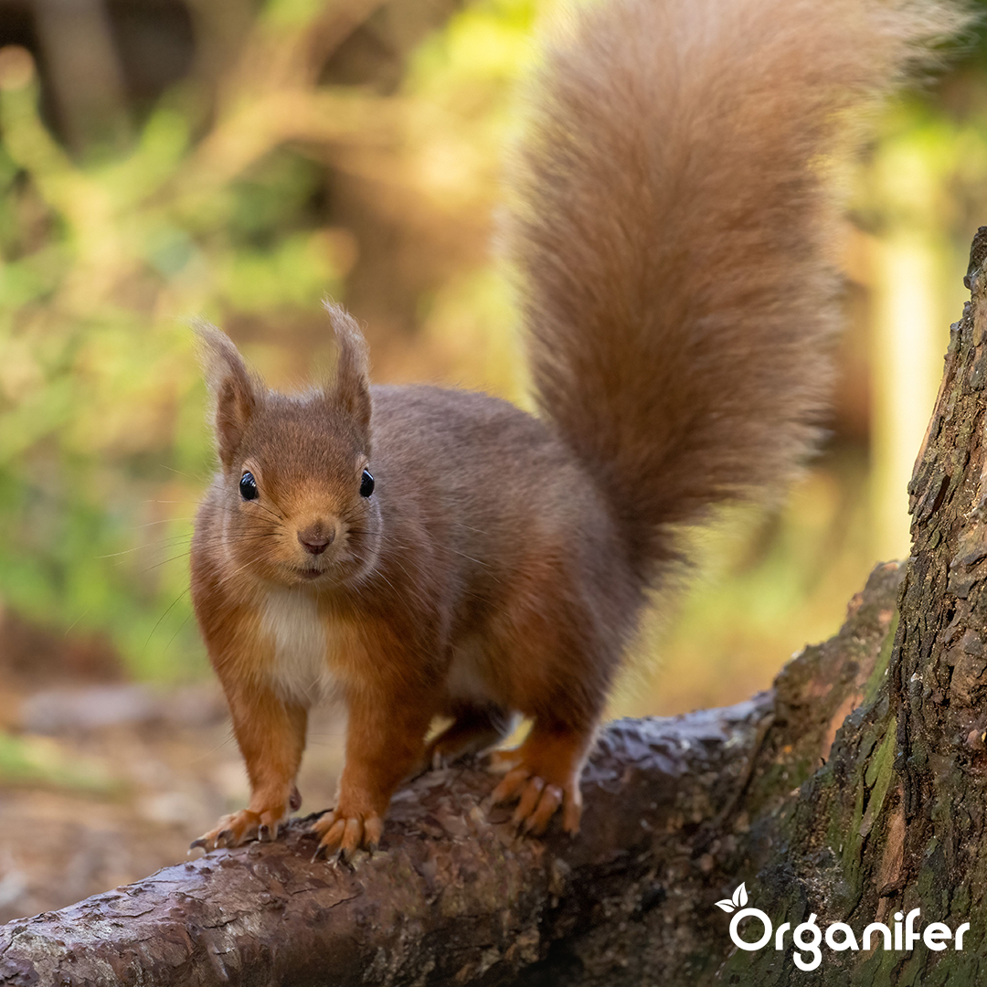 Premium Eichhörnchenfutter – Natürliche Mischung mit ganzen Nüssen (10 kg)