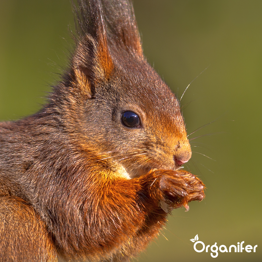 Premium Eichhörnchenfutter – Natürliche Mischung mit ganzen Nüssen (20 kg)
