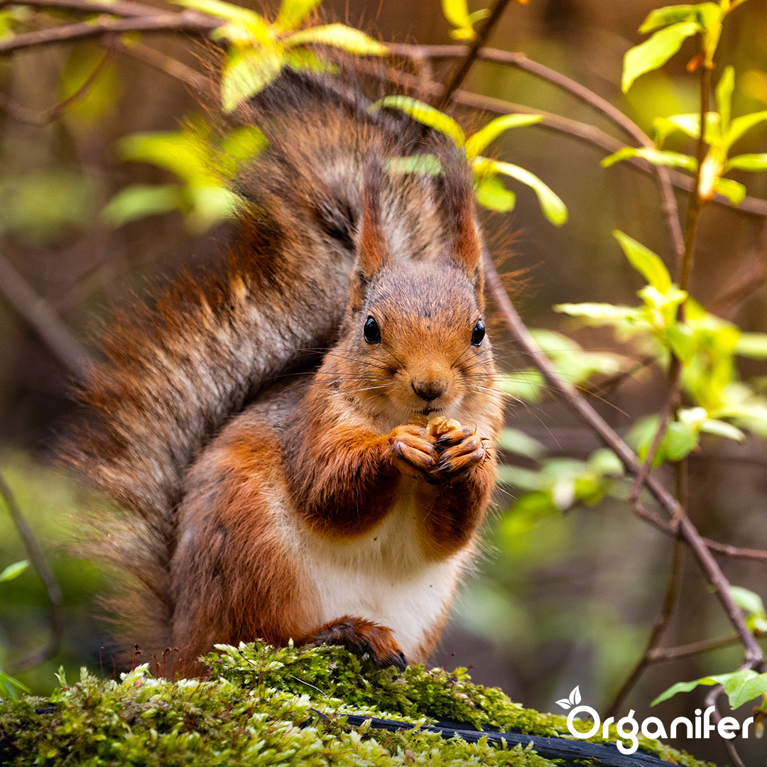 Premium Eichhörnchenfutter – Natürliche Mischung mit ganzen Nüssen (20 kg)