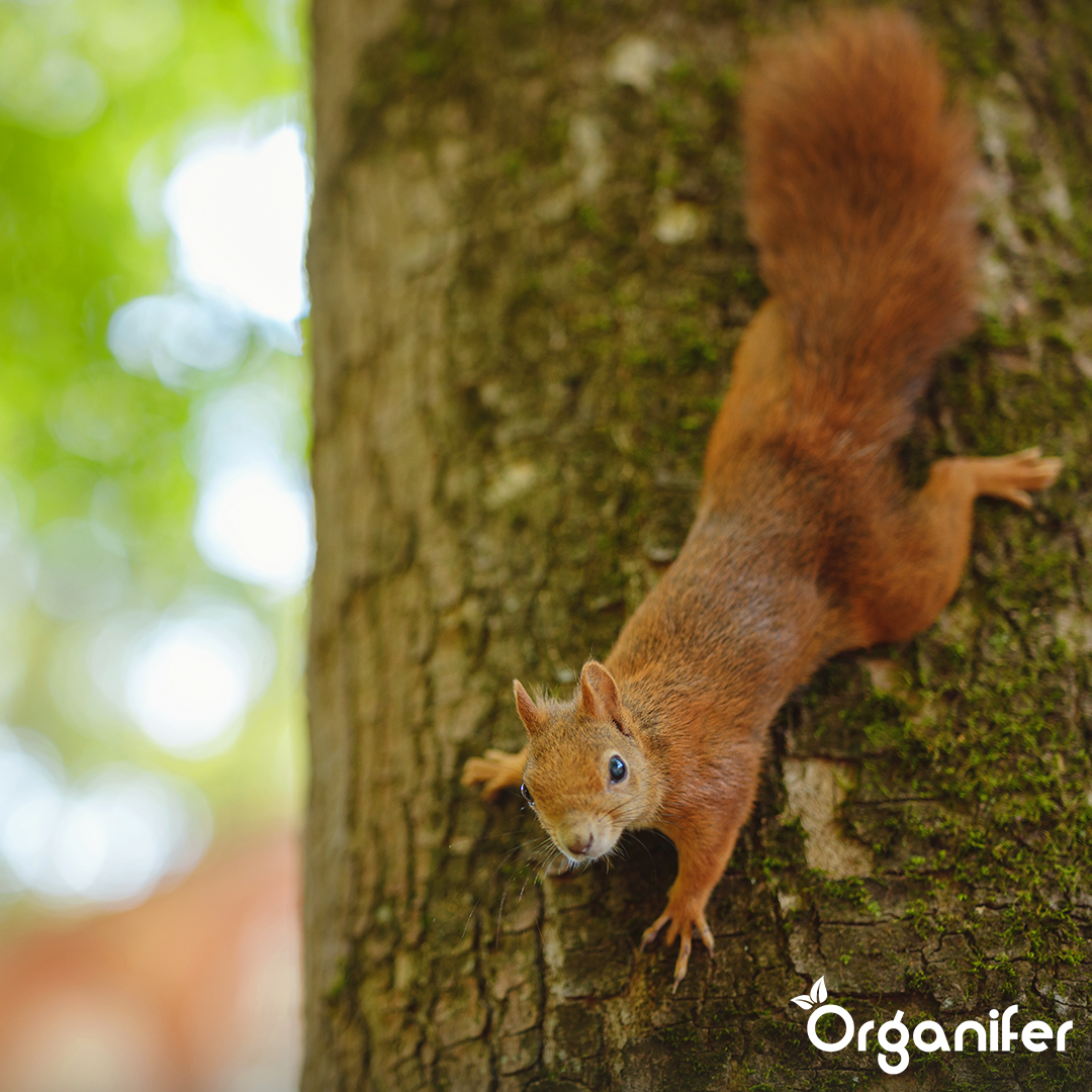 Premium Eichhörnchenfutter – Natürliche Mischung mit ganzen Nüssen (5 kg)