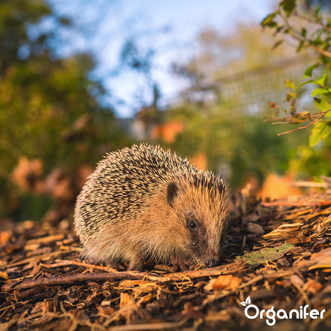 Ežiuko pašaras – visavertės natūralios granulės (5 kg)