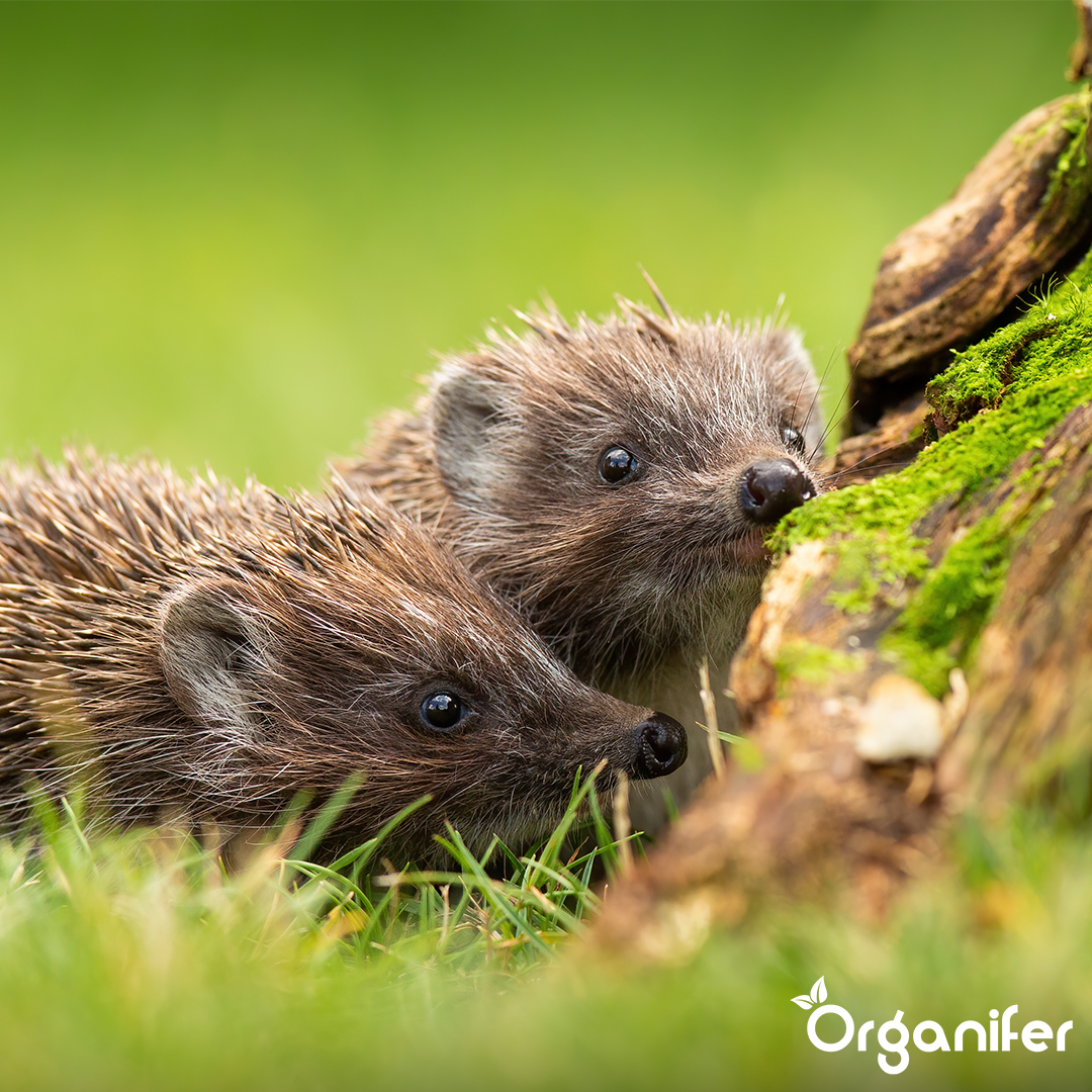 Ežiuko pašaras – visavertės natūralios granulės (5 kg)