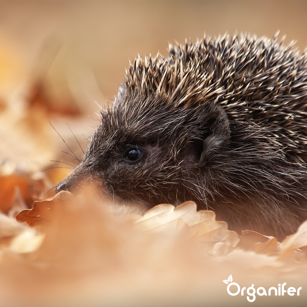 Ežiuko pašaras – visavertės natūralios granulės (20 kg)