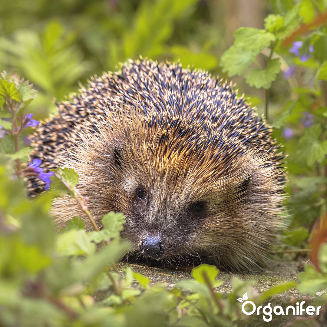 Igelfutter – Komplettes Naturgranulat (10 kg)