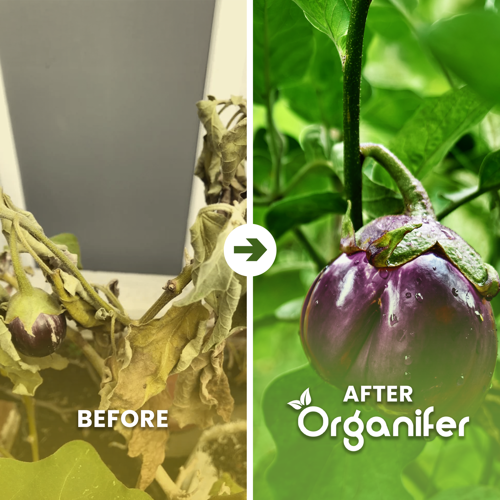 Eggplant_before-after