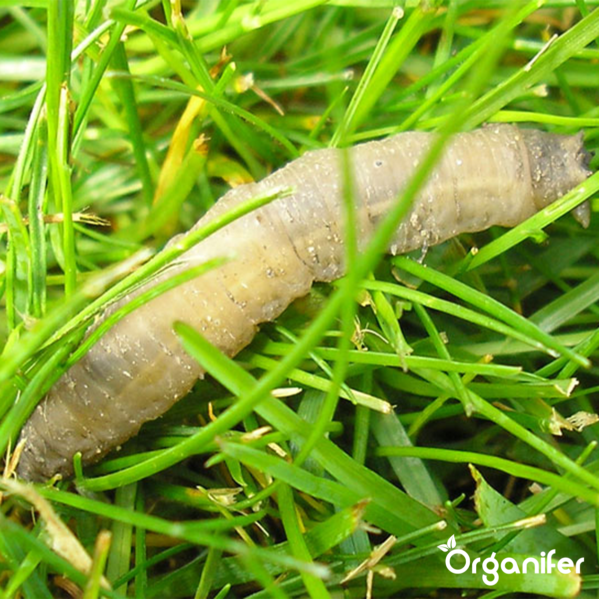 Emelten Schade in Gazon