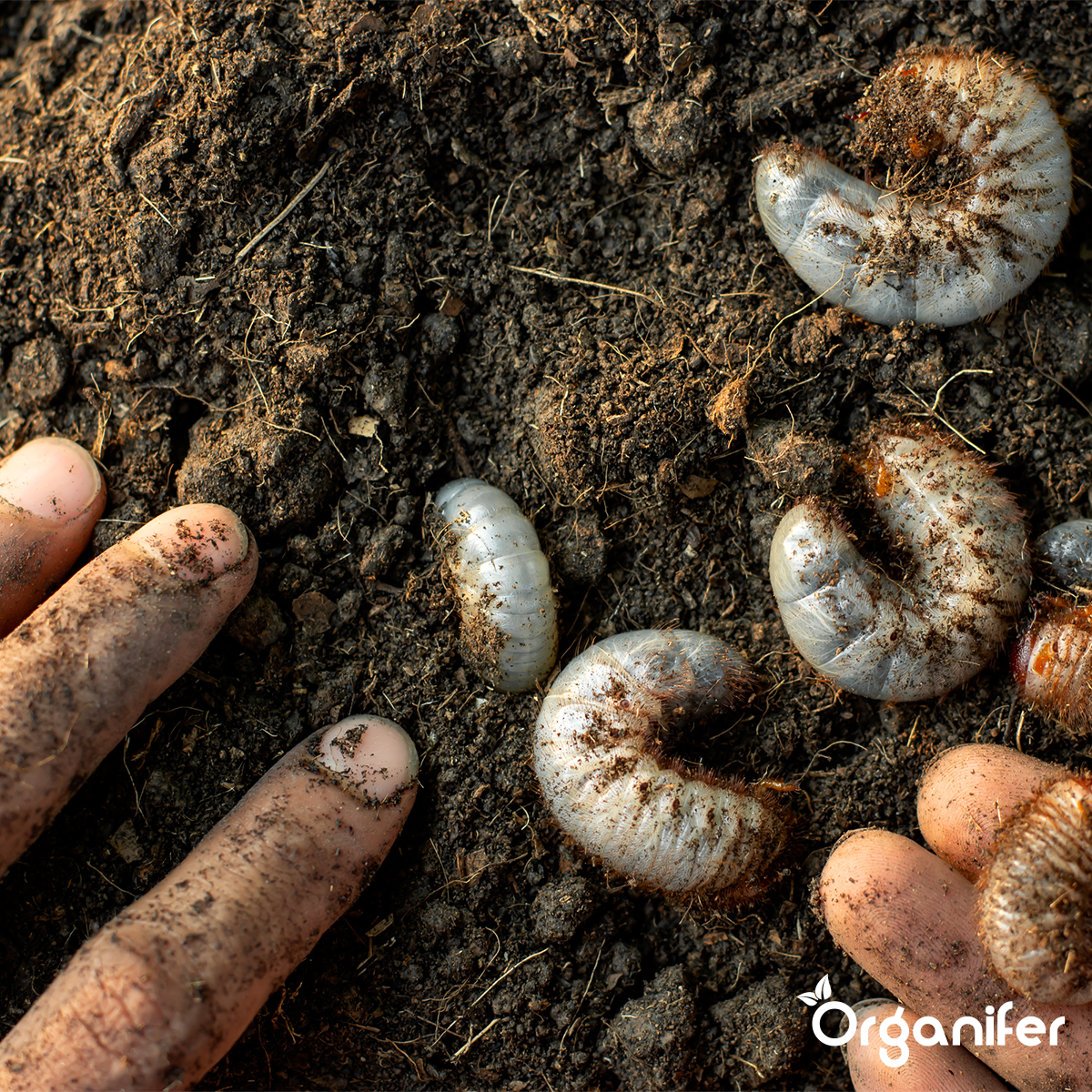 Engerlingen bestrijden