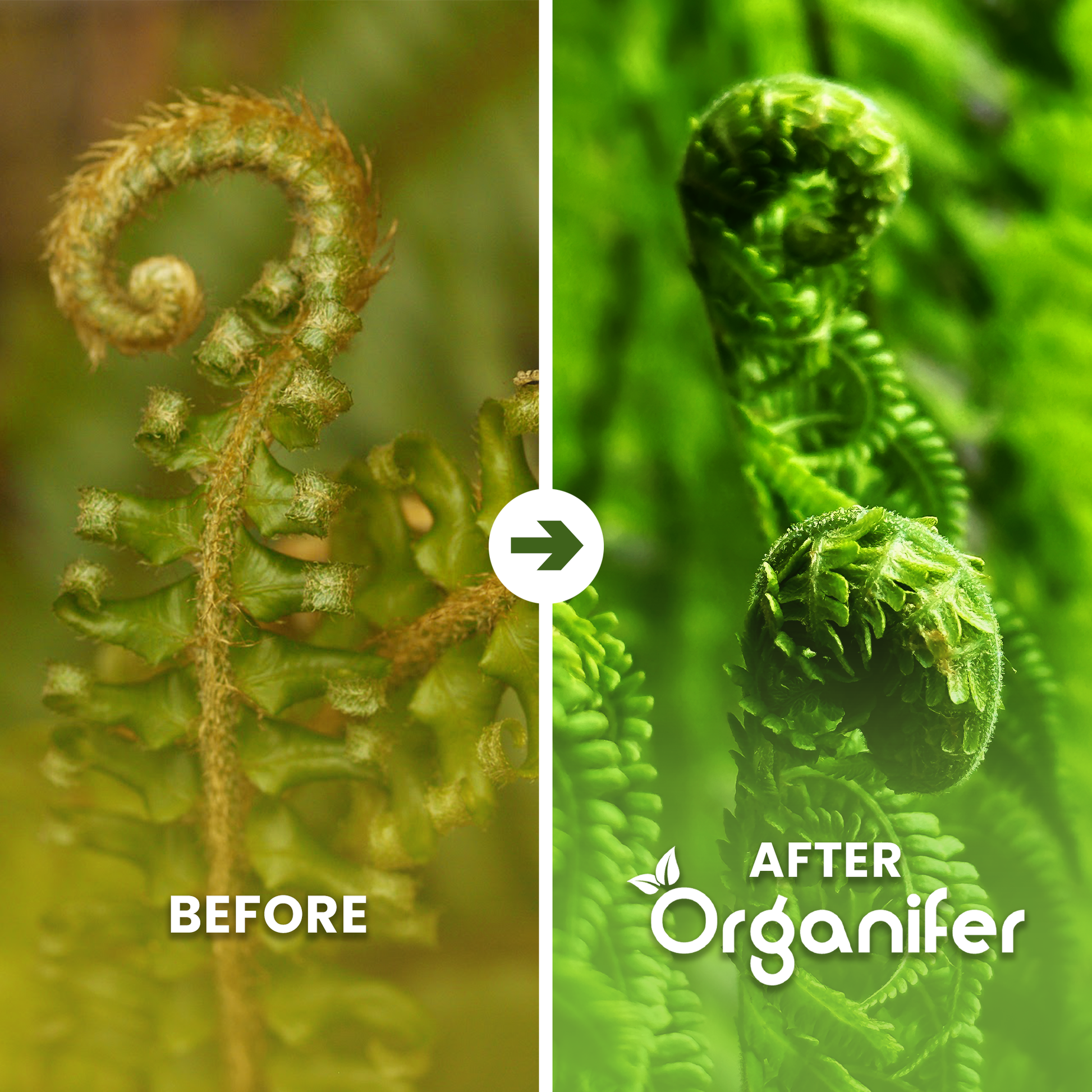 Fern_before-after