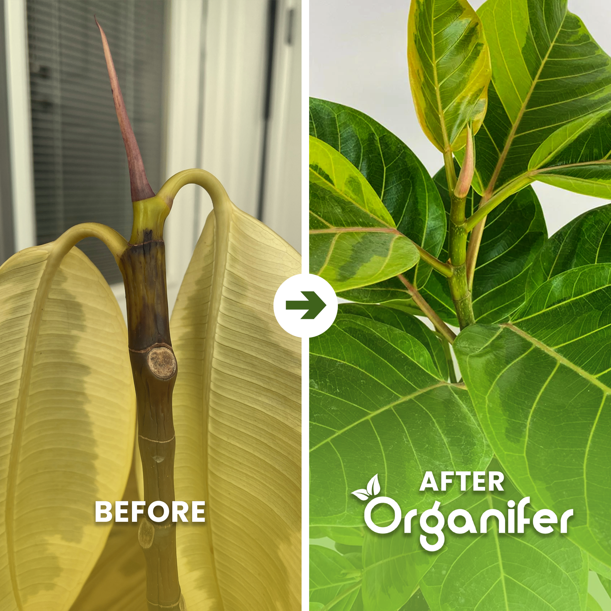 Ficus_before-after