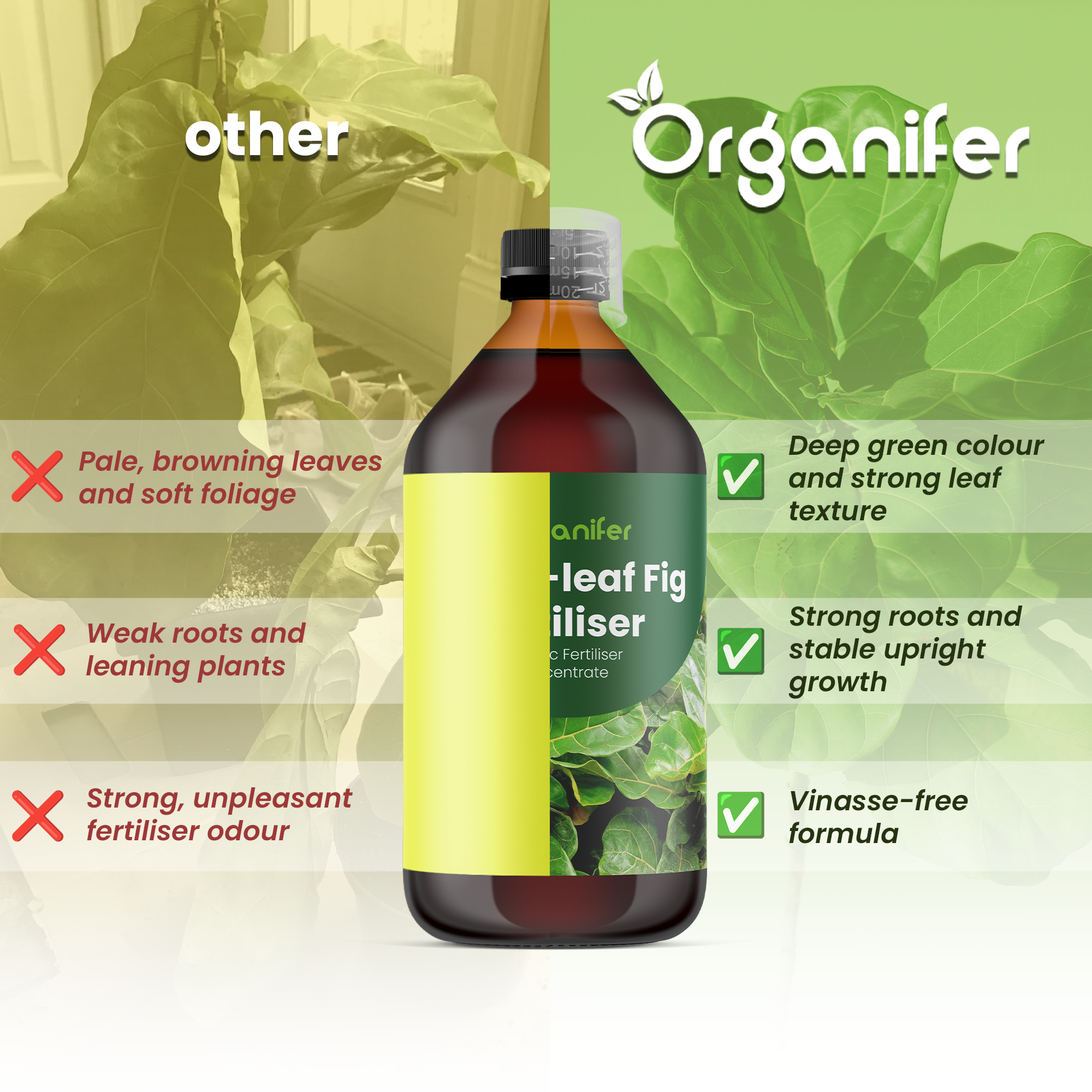 Fiddle-leaf_Fig_comparison
