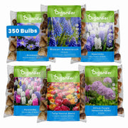 Flower Bulbs Mystery Box XXL Spring Bulbs Mix